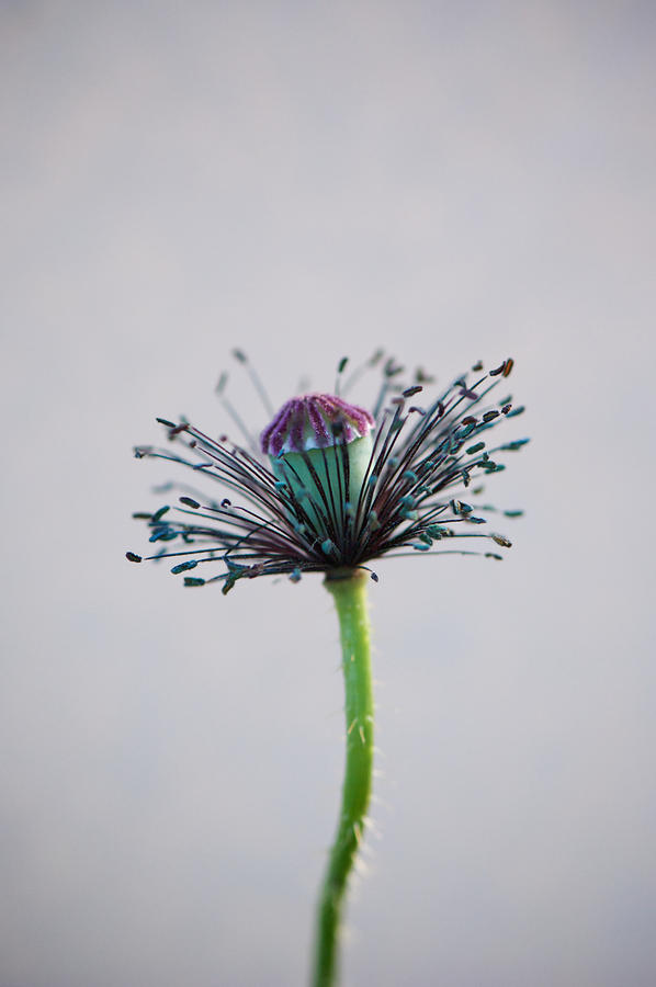 Strip Tease Poppy Photograph