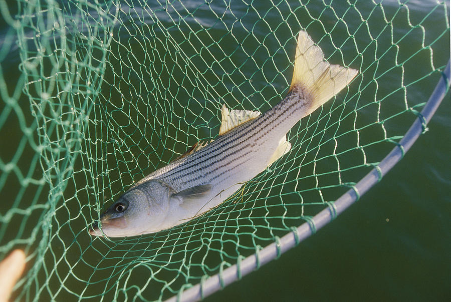 Striped Bass In Net. The Fish Photograph by Skip Brown