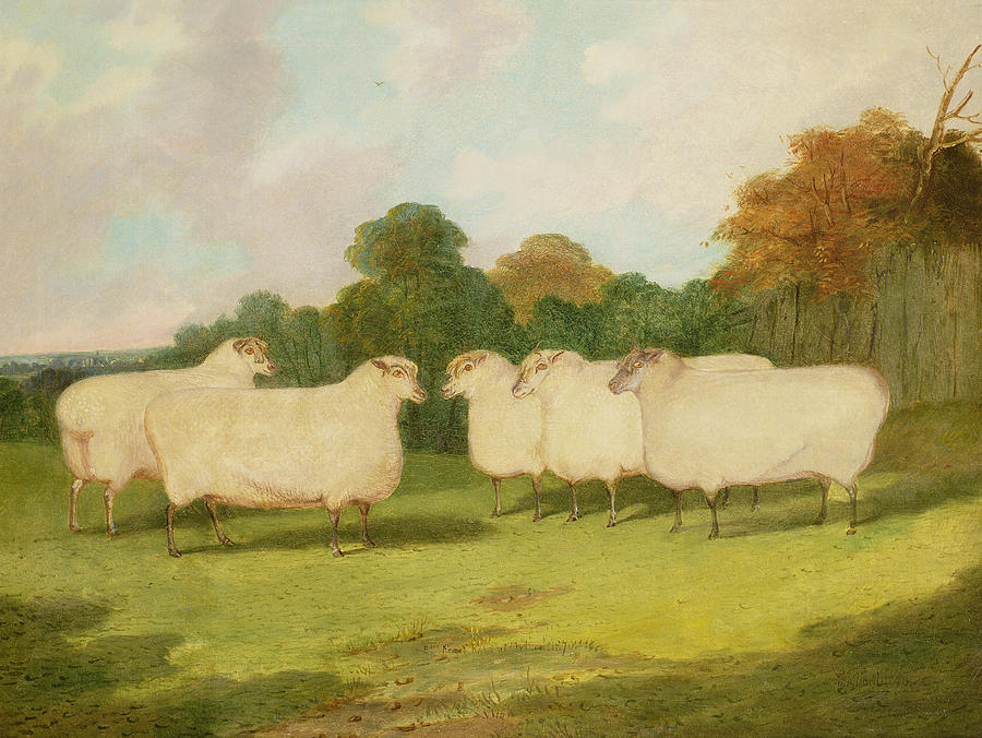 Art Sheep