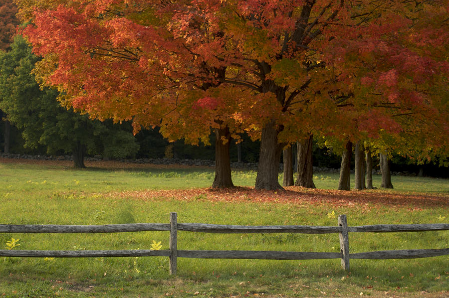 maple tree seedlings