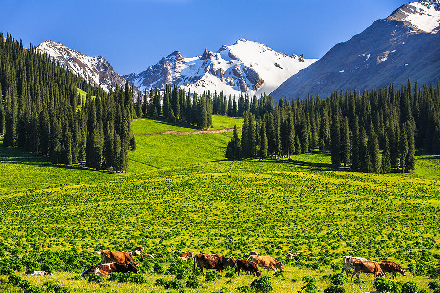 Summer Scenery On Nalati Grassland Xinjiang China Photograph By Feng Wei Photography 0387