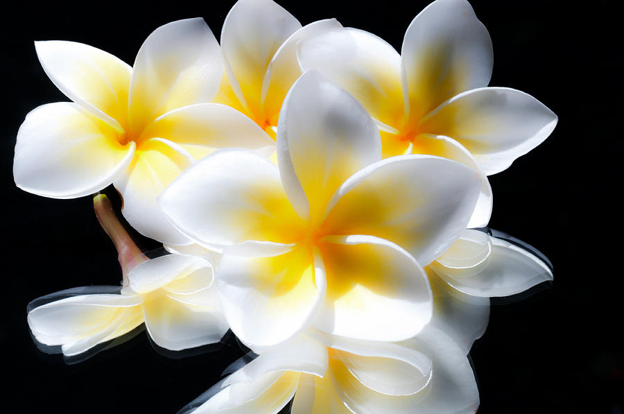  - sun-bright-plumerias-joe-carini