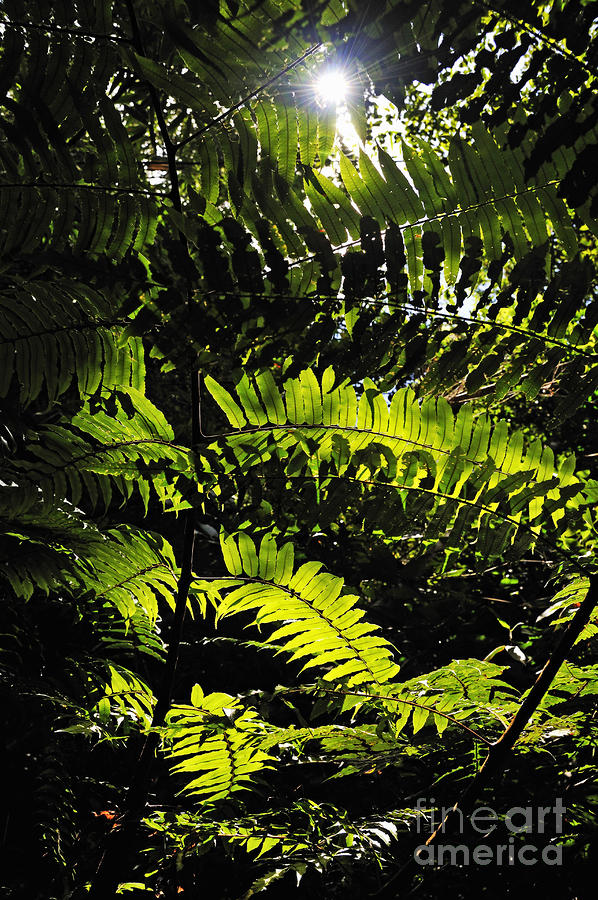 Leaves Of Rainforest