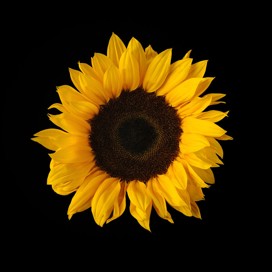 Sunflower On Black Background Photograph by Kevin Dutton