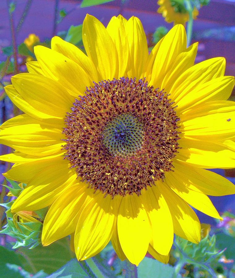  - sunny-sunflower-marilyn-lyon