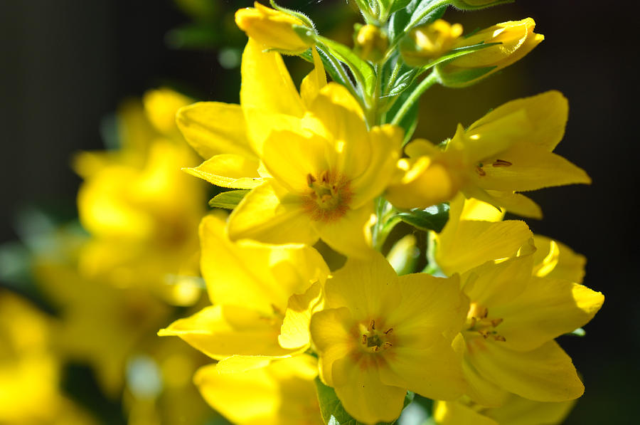 sunny-yellow-mullein-ronda-broatch.jpg