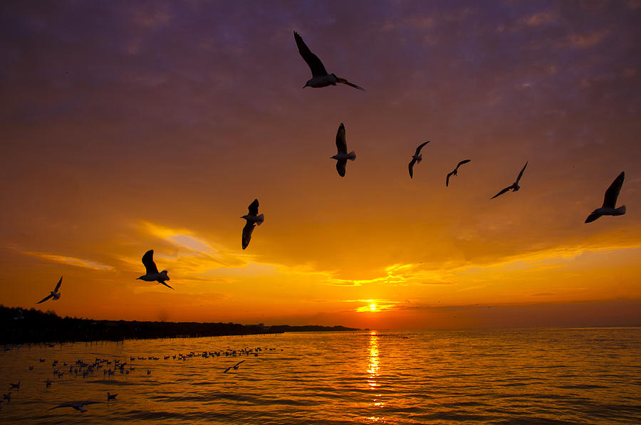 Sunrise With Birds Photograph By Pisit Santikulluk