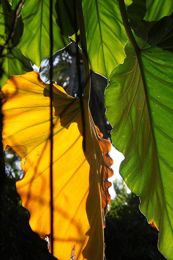  - sunshine-leafs-andrea-urlass