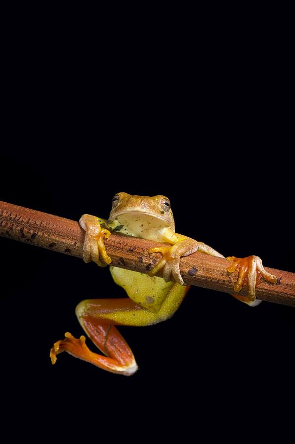 Frog Hanging