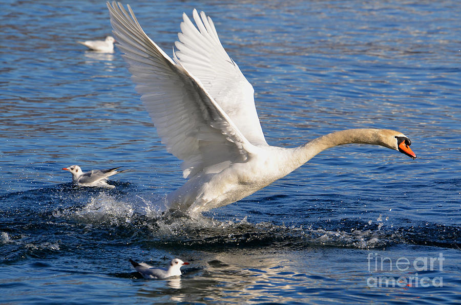 Swan Take Off