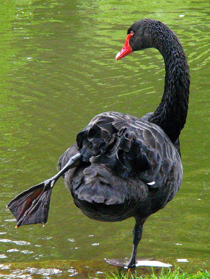 yoga swan