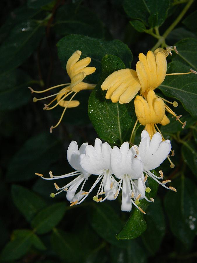 sweet-smell-of-honeysuckle-photograph-by-warren-thompson