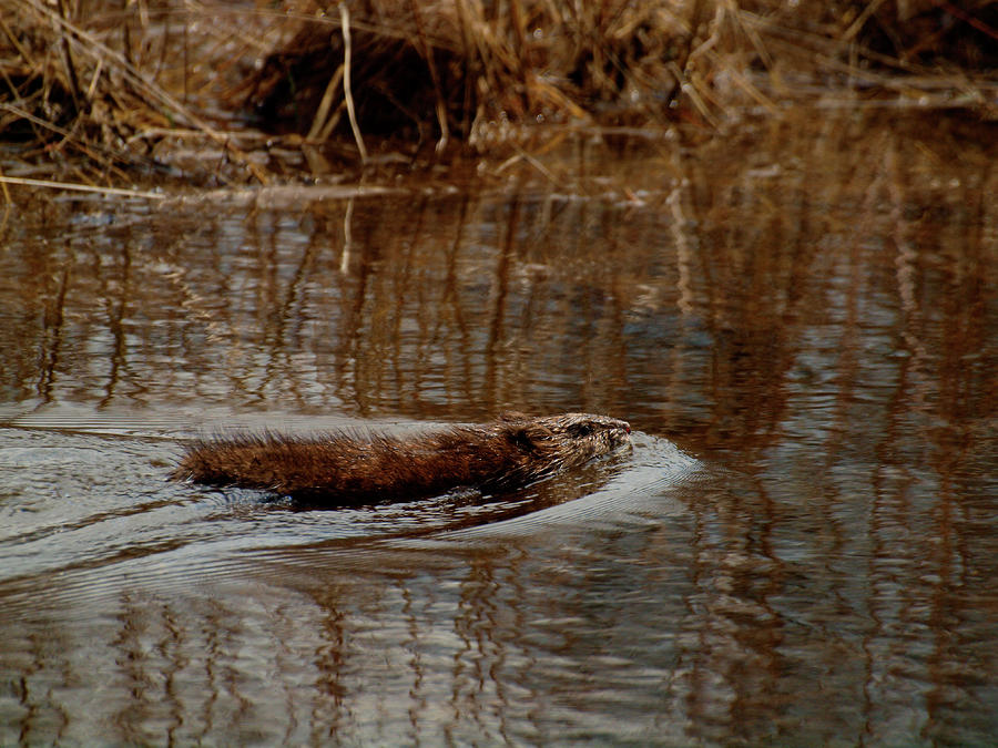 young muskrat