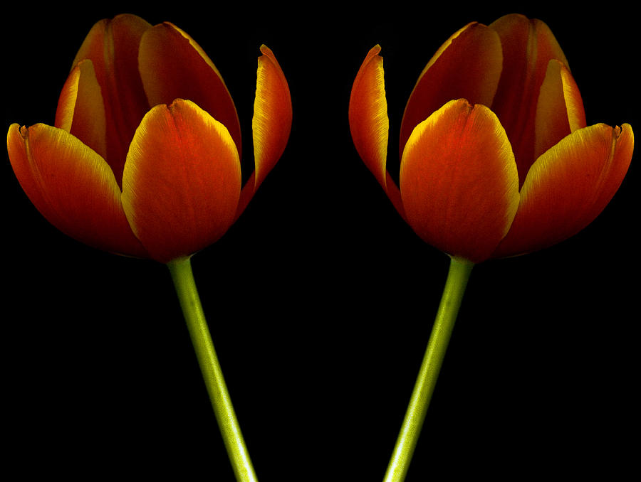 Flowers With Symmetry