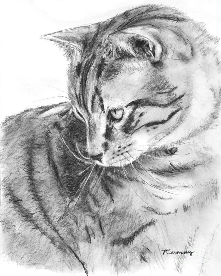 Tabby Cat In Profile Drawing by Kate Sumners