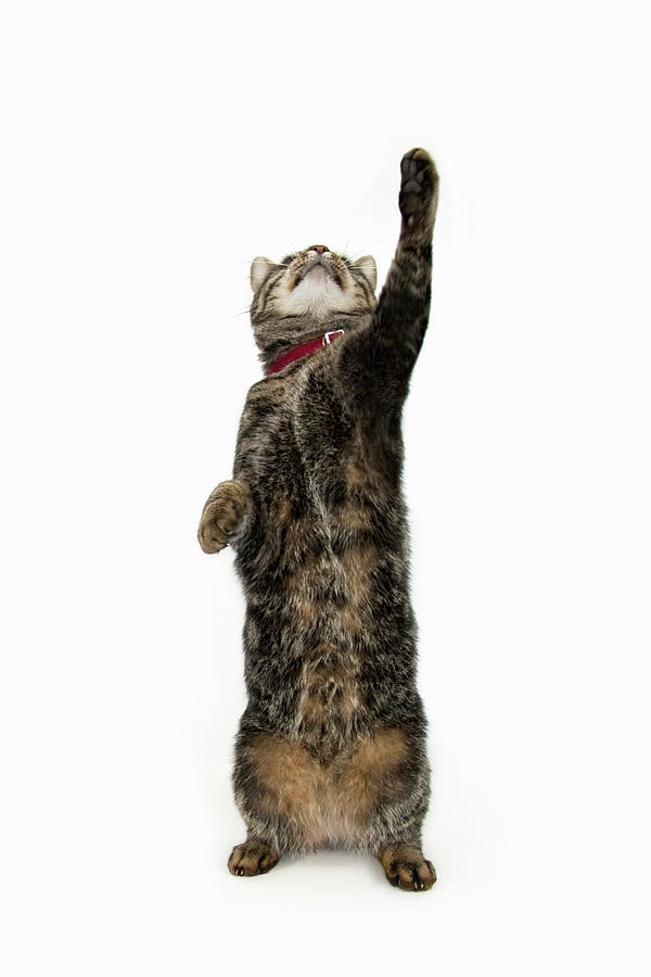 tabby-cat-reaching-up-luxx-images.jpg