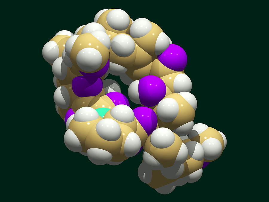 Prograf Medication Dosage