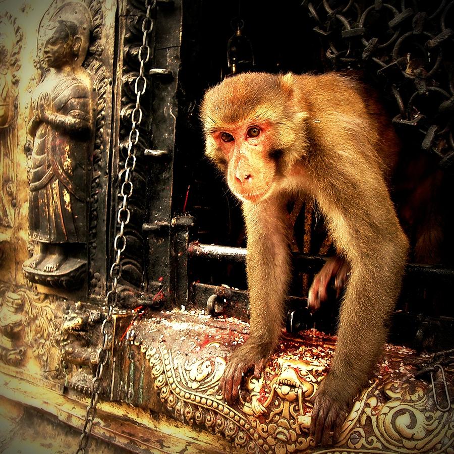 the gold monkey