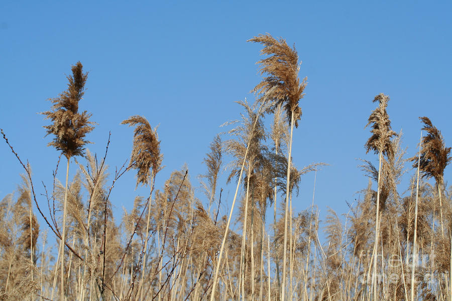 Tall Brown Wild Grass Photograph By Christopher Purcell