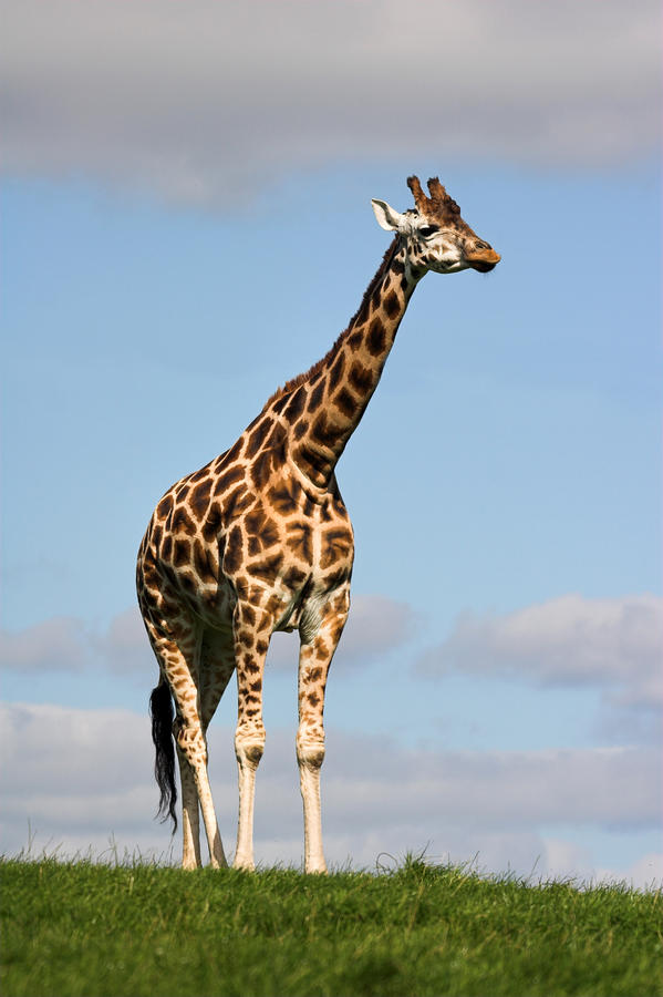 4 foot tall giraffe