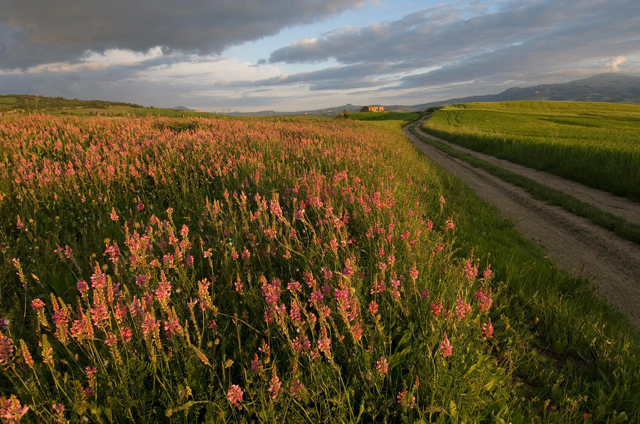 Tall Wildflowers