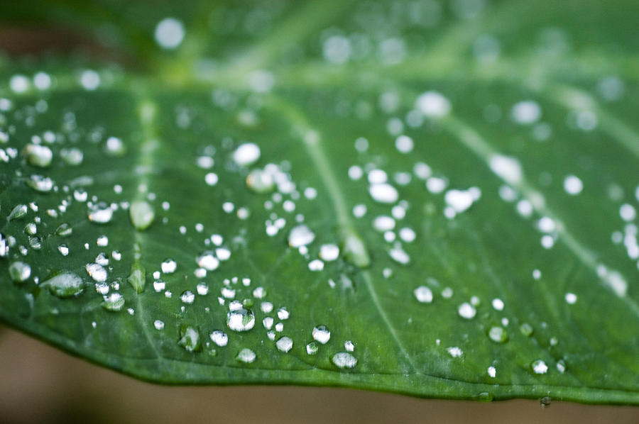 Taro Leaf