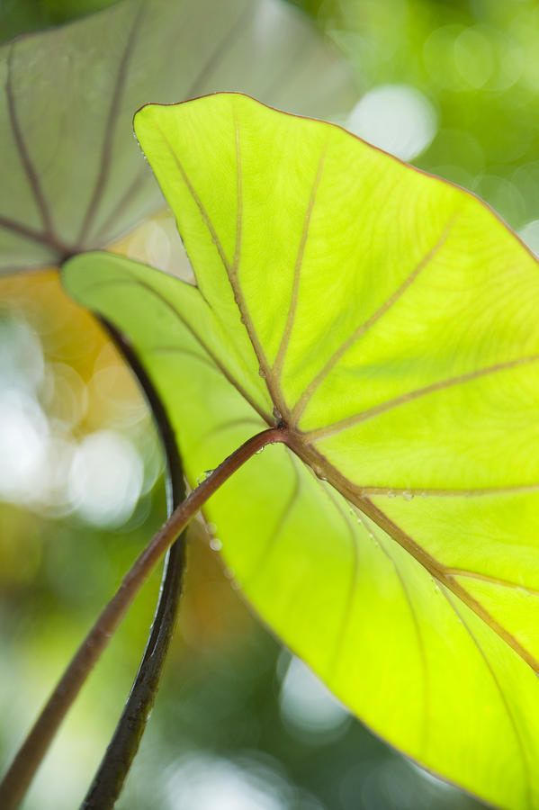 Taro Leaf