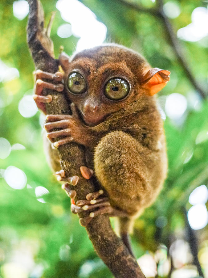 Tarsier In Bohol Photograph By Photography By Daniel Frauchiger ...