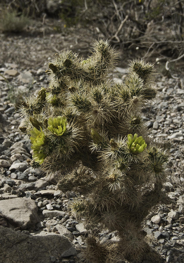 teddy bear cholla cactus 1 by larry depee teddy bear cholla cactus 1 by larry depee