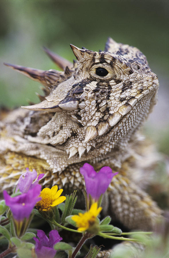 Texas Horned Lizard Phrynosoma Cornutum By Rolf Nussbaumer