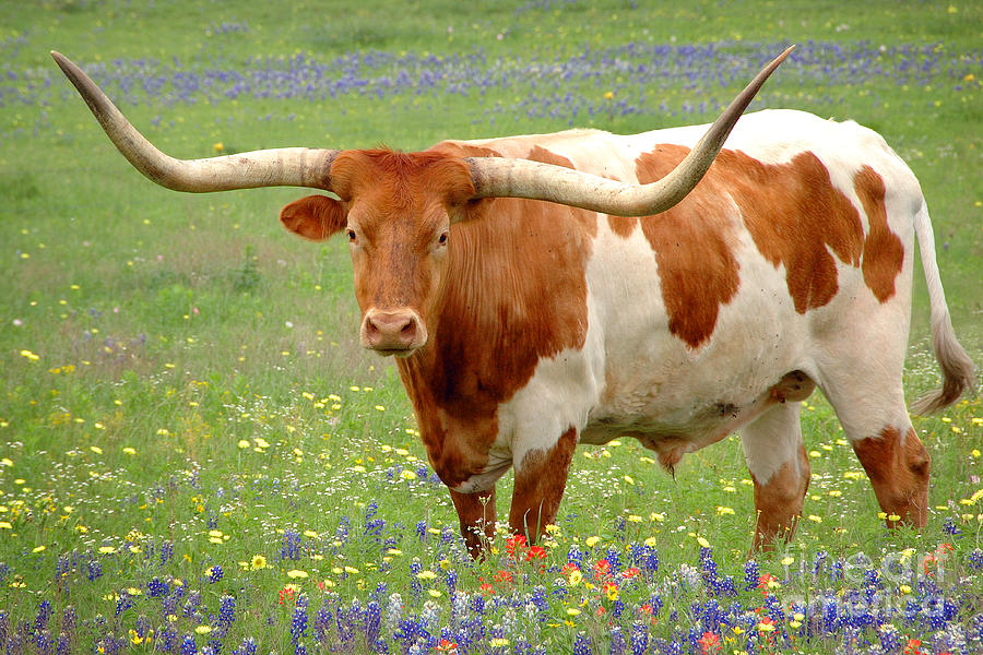 Texas Longhorn Standing In Bluebonnets by Jon Holiday