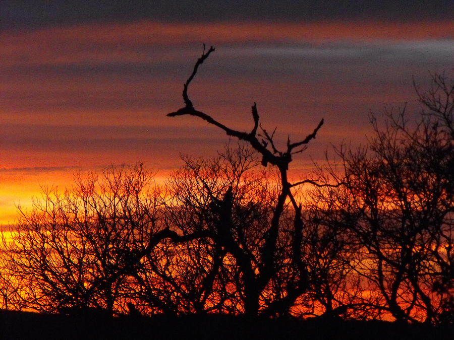 Texas Spanish Oak Tree Sunset Photograph By Rebecca Cearley Fine Art