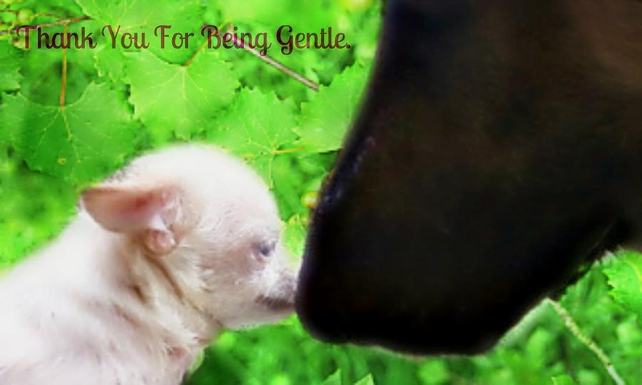 Being Gentle