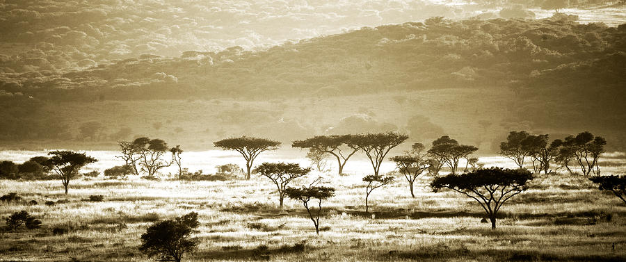 Veld In Africa