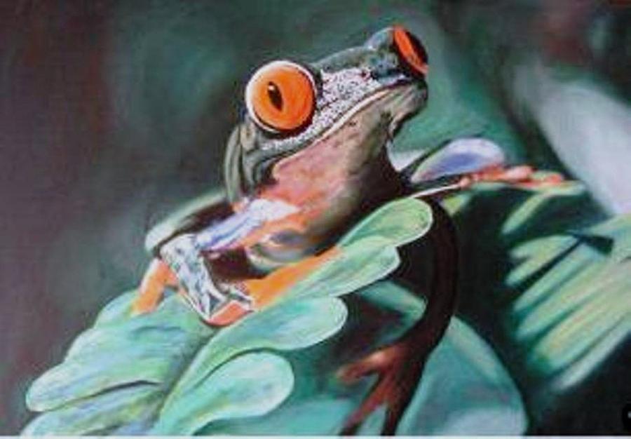 Big Eye Frog