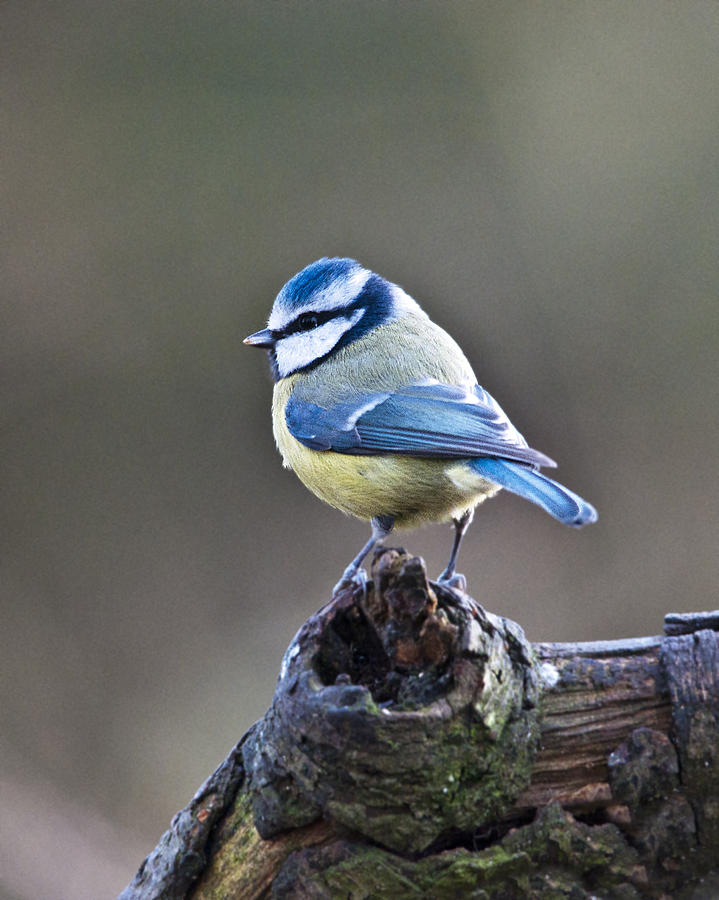  - the-blue-tit-derek-whitton