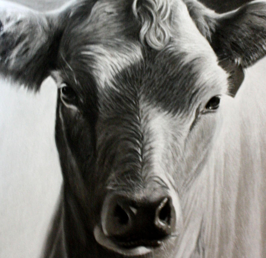 The Cow Drawing by Kimberly VanDenBerg