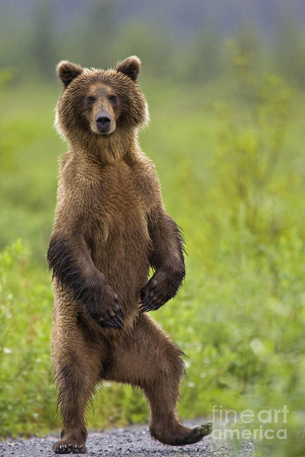 A Bear Dancing