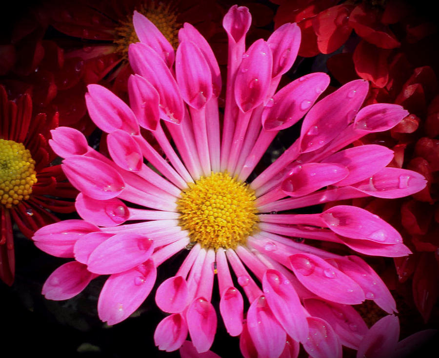 Chrysthanthemum Flower