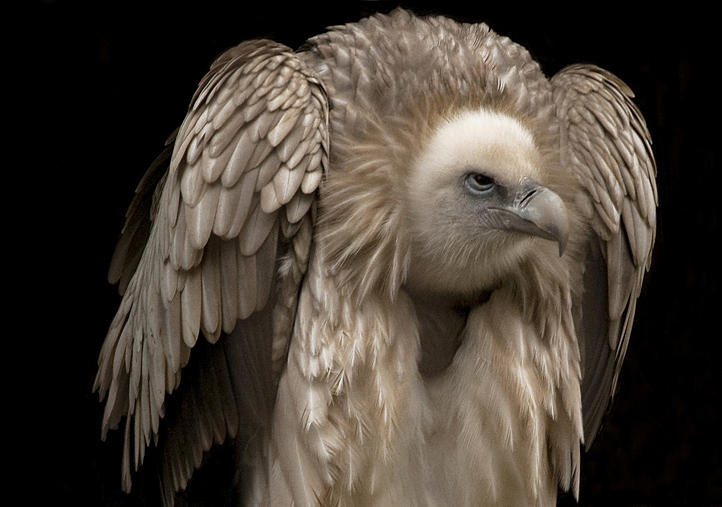 The Eye Of The Vulture Photograph by Ferrara Claude