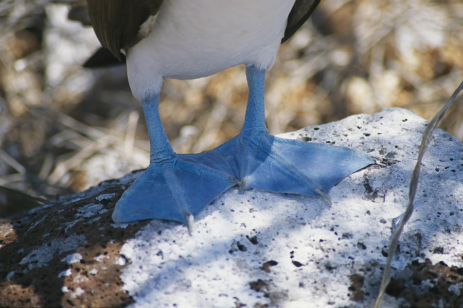 Blue Feet Bird