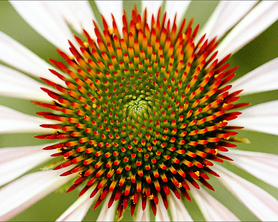 fibonacci spiral photography