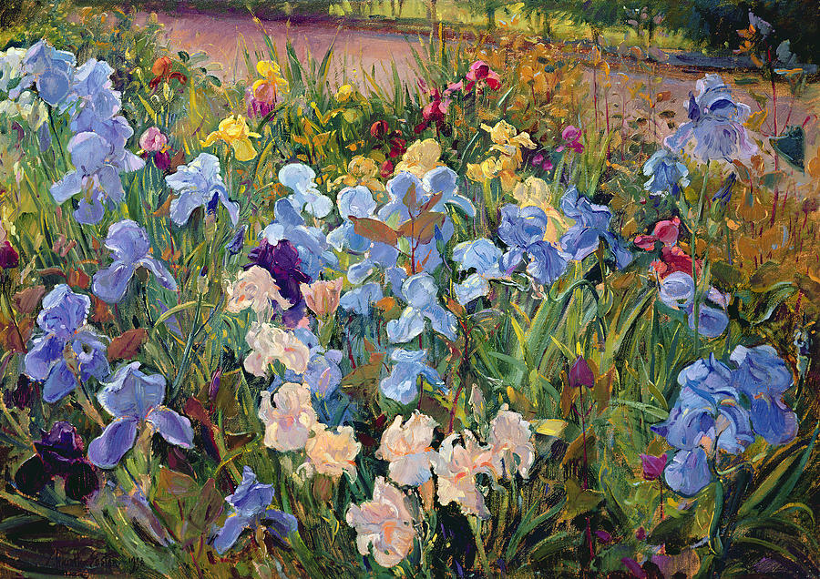 iris bed