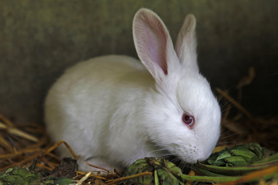 tiny bunny rabbits tiny bunny rabbits