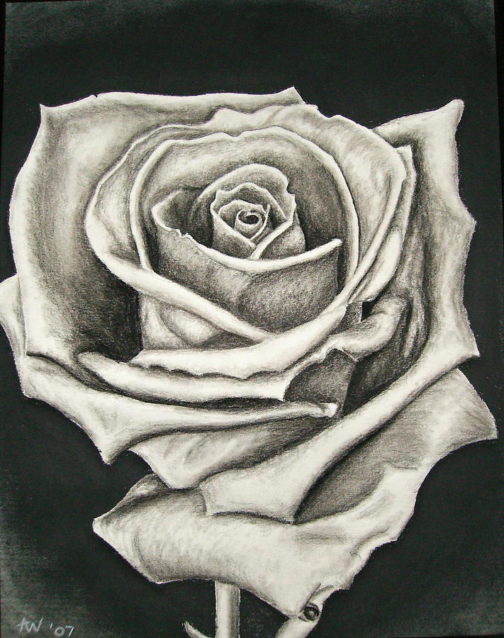 Charcoal Drawings Of Roses The Lonely Rose Drawing Love
