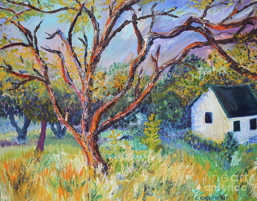 The Mesquite Tree Painting The Mesquite Tree Fine Art Print