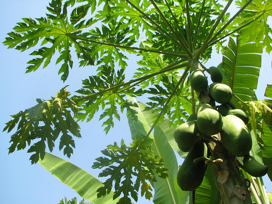 the papaya tree 1 by goodsiam gallery the papaya tree 1 by goodsiam gallery