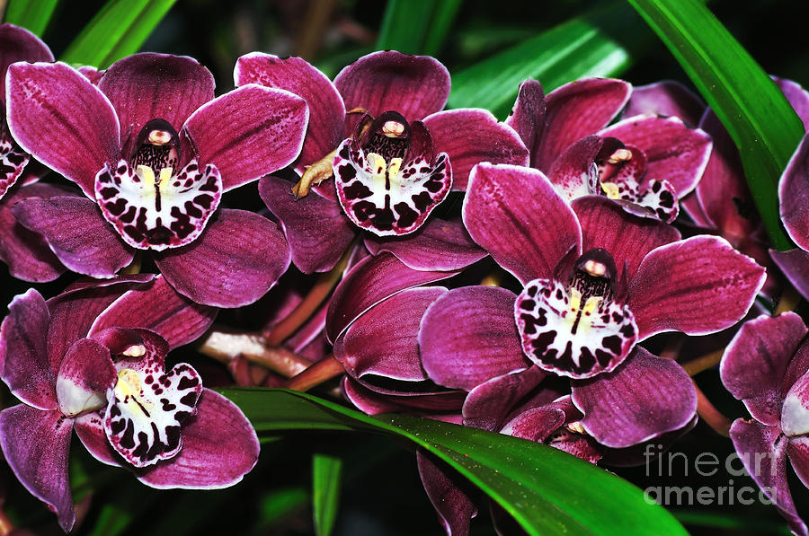 Orchid Family