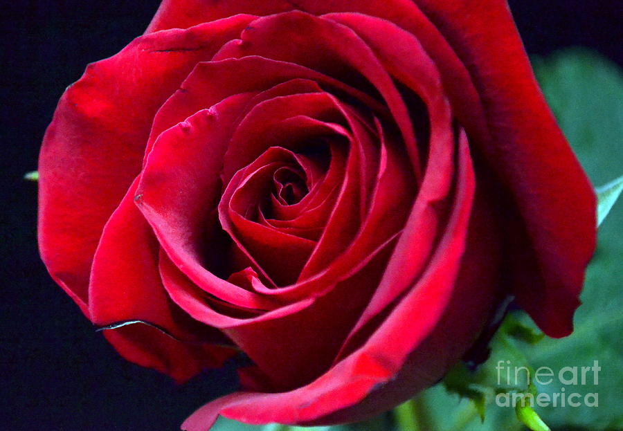 download of the roses