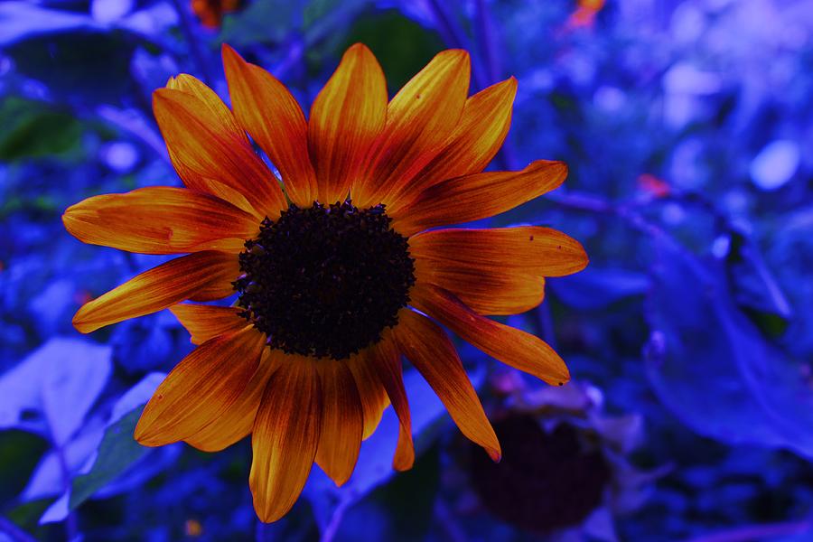 - the-sunflower-emil-tiedemann